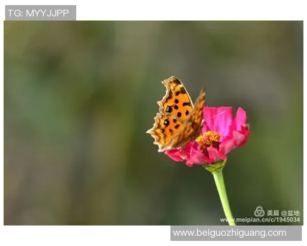 王强谈排球生涯：从青涩少年到国家队核心的成长之路